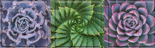 Load image into Gallery viewer, Succulent Spectrum Magnet Set