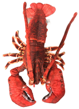 Load image into Gallery viewer, Lobster with Claws 18" Ocean Plush Stuffed Animal