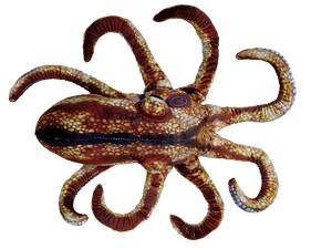 Octopus Aquatic Ocean Plush 10" Stuffed Animal