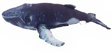 Load image into Gallery viewer, Humpback Whale Aquatic Plush Stuffed Animal 16”
