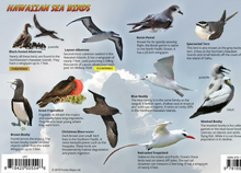 Load image into Gallery viewer, Franko Information Cards
