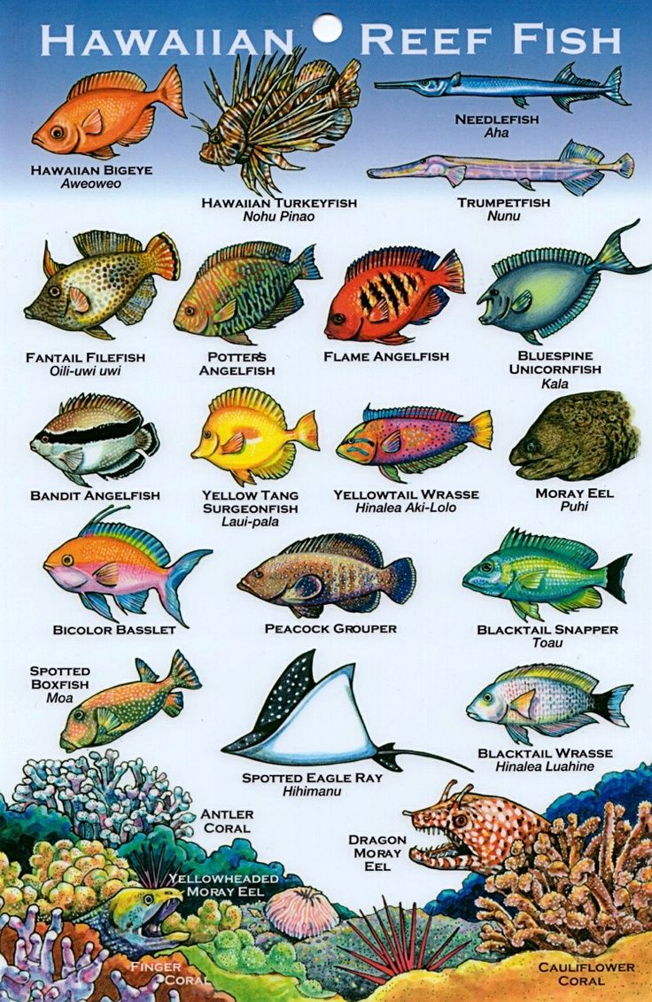 Hawaiian Reef Fish - Plastic card